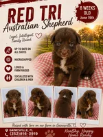 Red tri male , a male Australian Shepherd for sale in Micanopy, FL – 1 of 1
