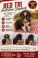 Red tri male , a male Australian Shepherd for sale in Micanopy, FL – 1 of 1