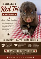 Red tri male , a male Australian Shepherd for sale in Micanopy, FL – 1 of 1