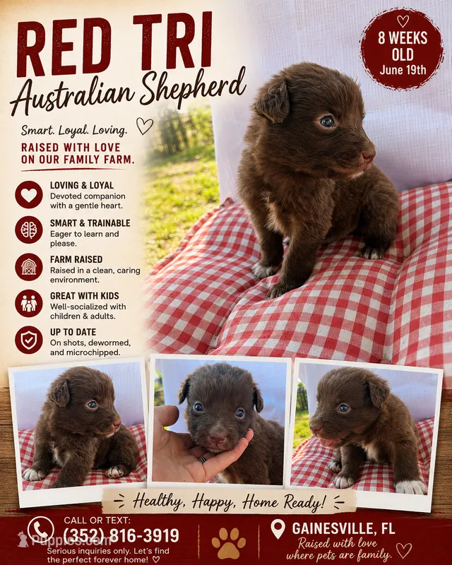 Red tri male  – Australian Shepherd puppy for sale in Micanopy, FL