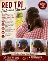 Red tri male , a male Australian Shepherd for sale in Micanopy, FL – 1 of 1