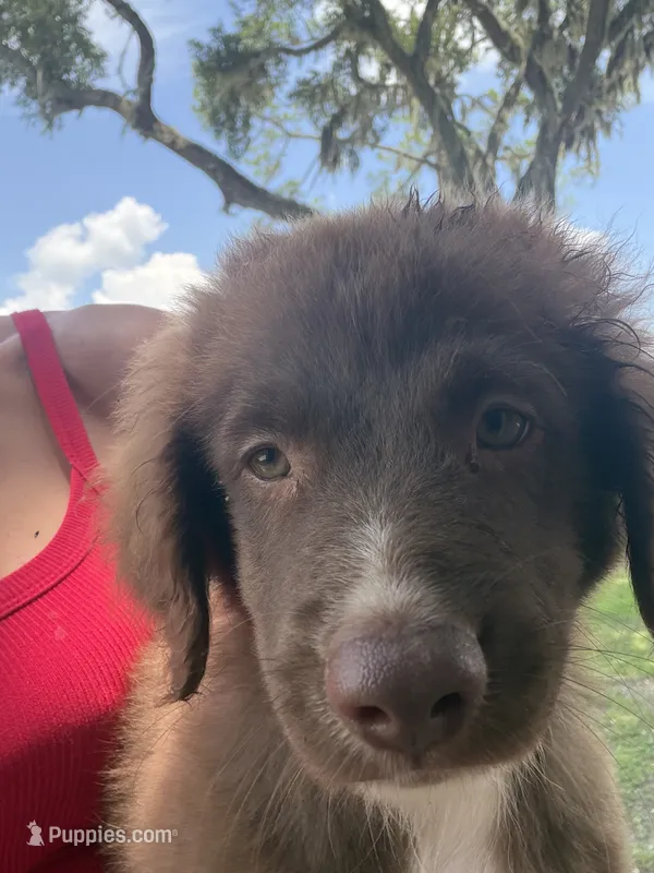 Red tri male  – Australian Shepherd puppy for sale in Micanopy, FL