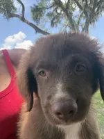 Red tri male , a male Australian Shepherd for sale in Micanopy, FL – 1 of 1