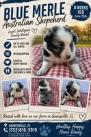 Blue Merle , a male Australian Shepherd for sale in Micanopy, FL – 1 of 1