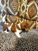 Hawk, a male Dachshund for sale in Keota, OK – 4 of 7