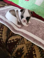 Lolli pop, a female French Bulldog for sale in Keota, OK – 5 of 6