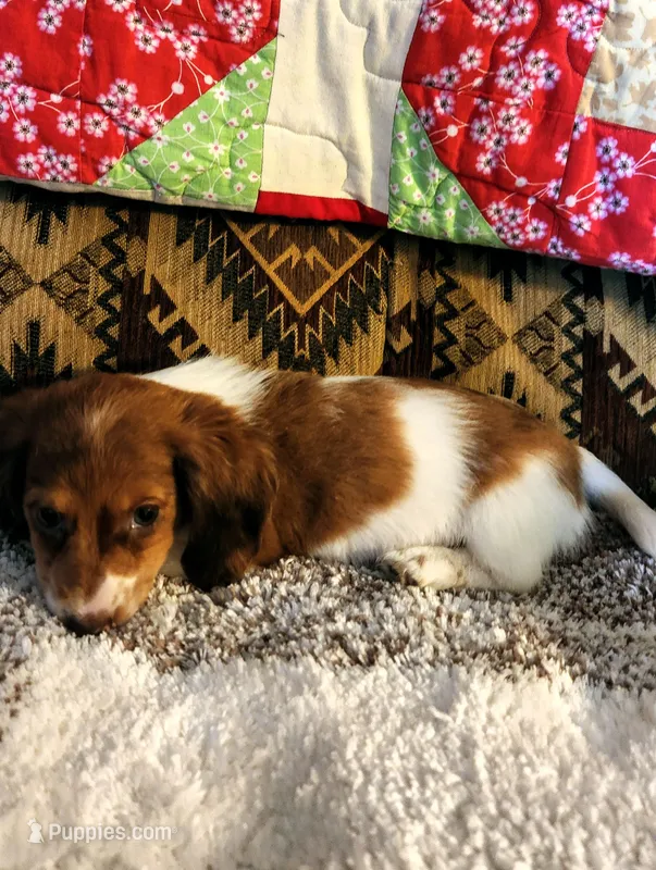 Ember – Miniature Dachshund puppy on hold in Keota, OK