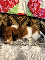 Ember, a female Miniature Dachshund for sale in Keota, OK – 1 of 7