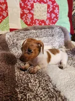 Aspen, a female Dachshund for sale in Keota, OK – 2 of 6