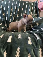 June, a female French Bulldog for sale in Keota, OK – Photo 2 of 2