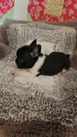 Bobbi-Socks, a female French Bulldog for sale in Keota, OK – 8 of 9