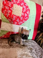 Charm, a female French Bulldog for sale in Keota, OK – 4 of 7