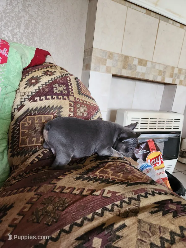 Steeley Dan – French Bulldog puppy for sale in Keota, OK