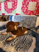 Turbo , a male Dachshund for sale in Keota, OK – 10 of 10