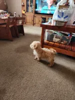Scooter, a male Maltese and Poodle - Miniature  for sale in Keota, OK – 2 of 2