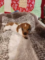Aspen, a female Dachshund for sale in Keota, OK – 3 of 6