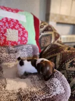 Buttons and bows, a female Dachshund for sale in Keota, OK – 7 of 10