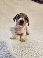 London, a female Dachshund for sale in Keota, OK – 3 of 3