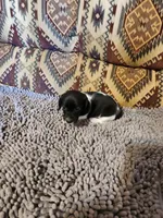 Gidget, a female Dachshund for sale in Keota, OK – 5 of 8