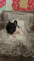 Bobbi-Socks, a female French Bulldog for sale in Keota, OK – 5 of 9