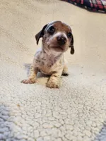 London, a female Dachshund for sale in Keota, OK – 2 of 3