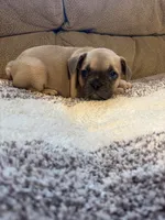 Greyworm, a male French Bulldog for sale in Keota, OK – 4 of 4