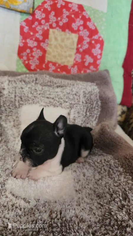 Bobbi-Socks – French Bulldog puppy for sale in Keota, OK
