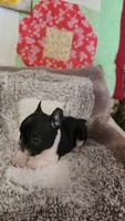 Bobbi-Socks, a female French Bulldog for sale in Keota, OK – 1 of 9