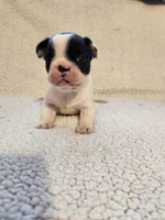 Clint, a male French Bulldog for sale in Keota, OK – 2 of 3