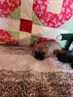 Cinnamon, a female French Bulldog for sale in Keota, OK – 5 of 7