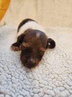 Buttons and bows, a female Dachshund for sale in Keota, OK – 3 of 3