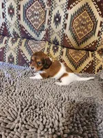 Hawk, a male Dachshund for sale in Keota, OK – 7 of 7