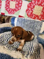 Turbo , a male Dachshund for sale in Keota, OK – 8 of 10