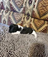 Gidget, a female Dachshund for sale in Keota, OK – 2 of 8