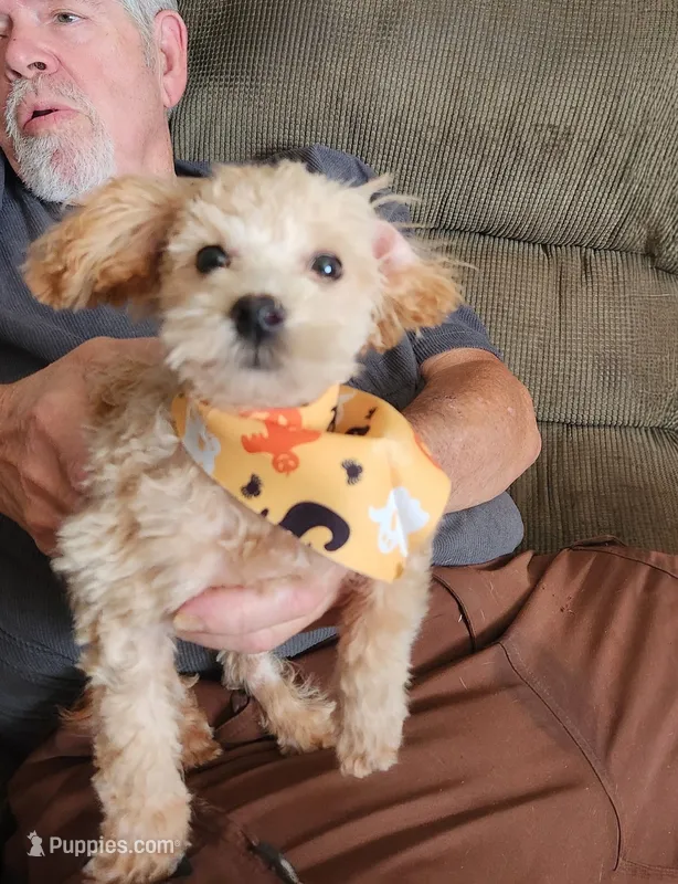 Scooter – Maltese, Poodle - Miniature  puppy for sale in Keota, OK