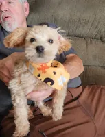 Scooter, a male Maltese and Poodle - Miniature  for sale in Keota, OK – 1 of 2