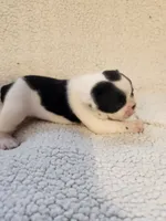 Clint, a male French Bulldog for sale in Keota, OK – 1 of 3