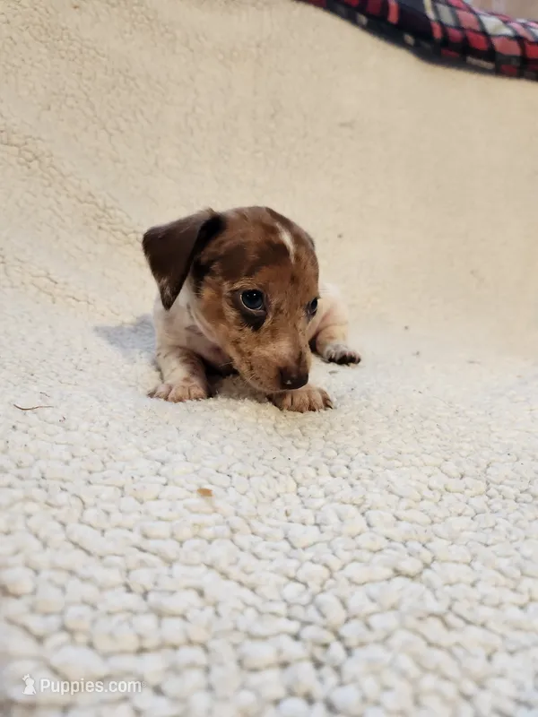 London – Dachshund puppy for sale in Keota, OK