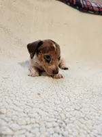London, a female Dachshund for sale in Keota, OK – 1 of 3