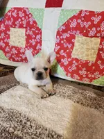 Ivory Rose, a female French Bulldog for sale in Keota, OK – 5 of 8