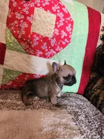 Charm, a female French Bulldog for sale in Keota, OK – 6 of 7