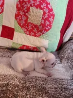 Breezie , a female French Bulldog for sale in Keota, OK – 2 of 6