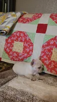Ivory Rose, a female French Bulldog for sale in Keota, OK – 4 of 8