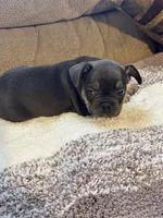 Jon , a male French Bulldog for sale in Keota, OK – 1 of 3