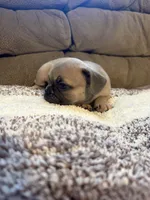 Greyworm, a male French Bulldog for sale in Keota, OK – 3 of 4