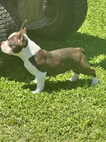 Brandy , a female American Bully for sale in Keota, OK – 3 of 5