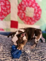 Turbo , a male French Bulldog for sale in Keota, OK – 7 of 7
