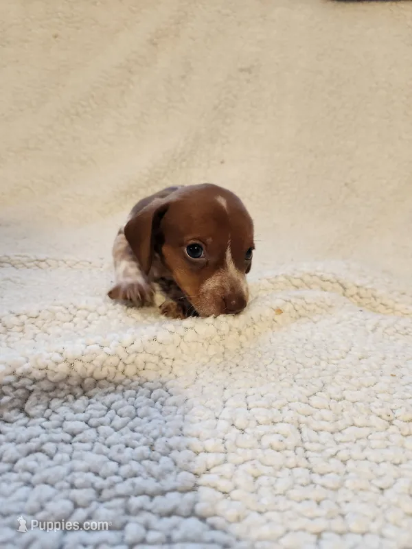 Diesel – Dachshund puppy for sale in Keota, OK