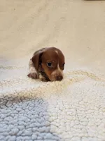 Diesel, a male Dachshund for sale in Keota, OK – 1 of 3