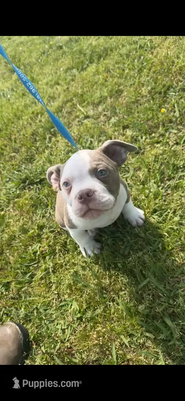 Tank – American Bully puppy for sale in Keota, OK